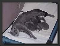 2007-04-30 Donja Kittens 7.JPG